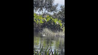 Gators in Paradise Part 4- 11/1/2021- 4K