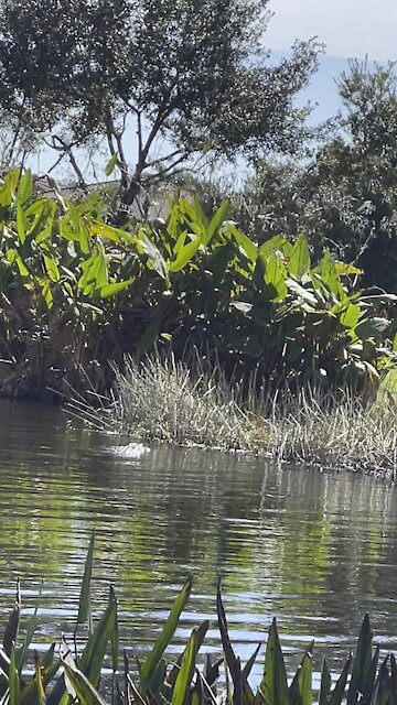 Gators in Paradise Part 4- 11/1/2021- 4K