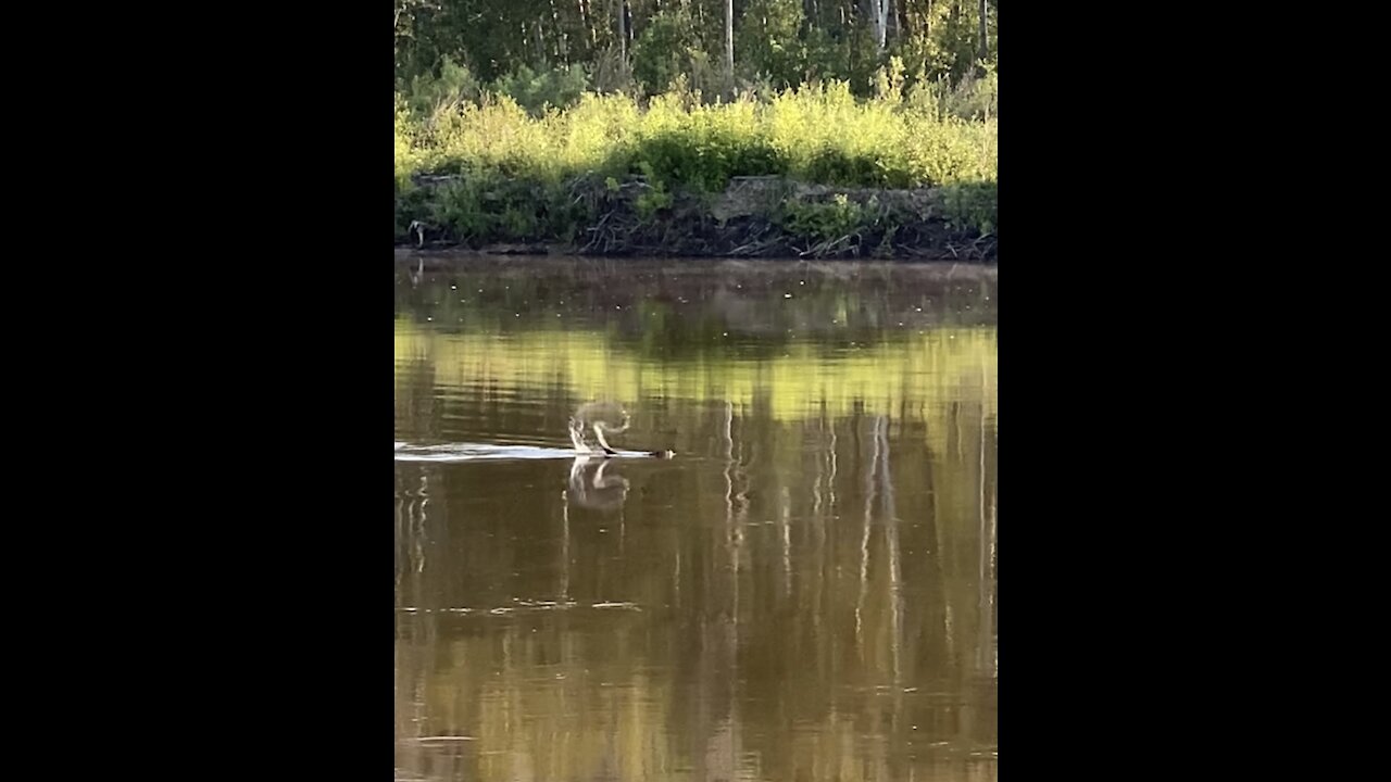 At first I thought it was a fish in the river but then I realized it was a beaver 🦫 🇨🇦