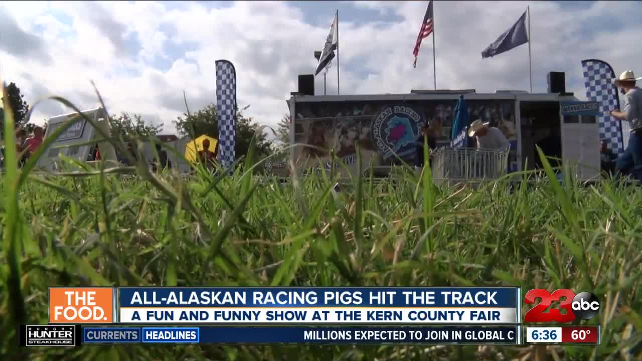 All-Alaskan Racing Pigs hit the track at the Kern County Fair