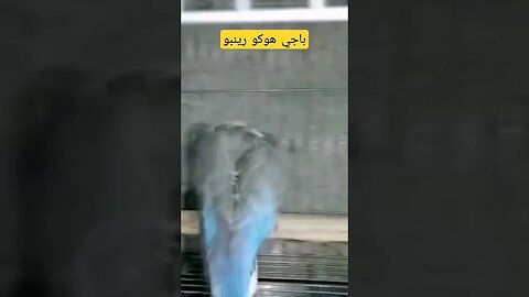 طائر باجي هوكو رينبو روعة