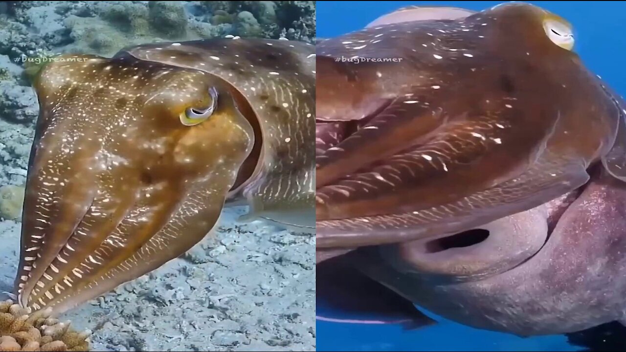 Big fish with a strange face