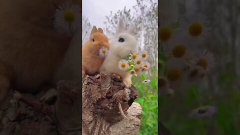 Rabbit ASMR