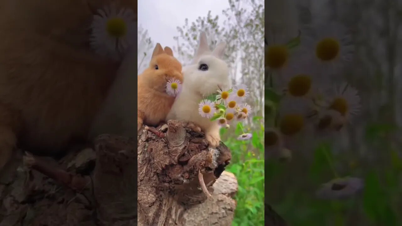 Rabbit ASMR