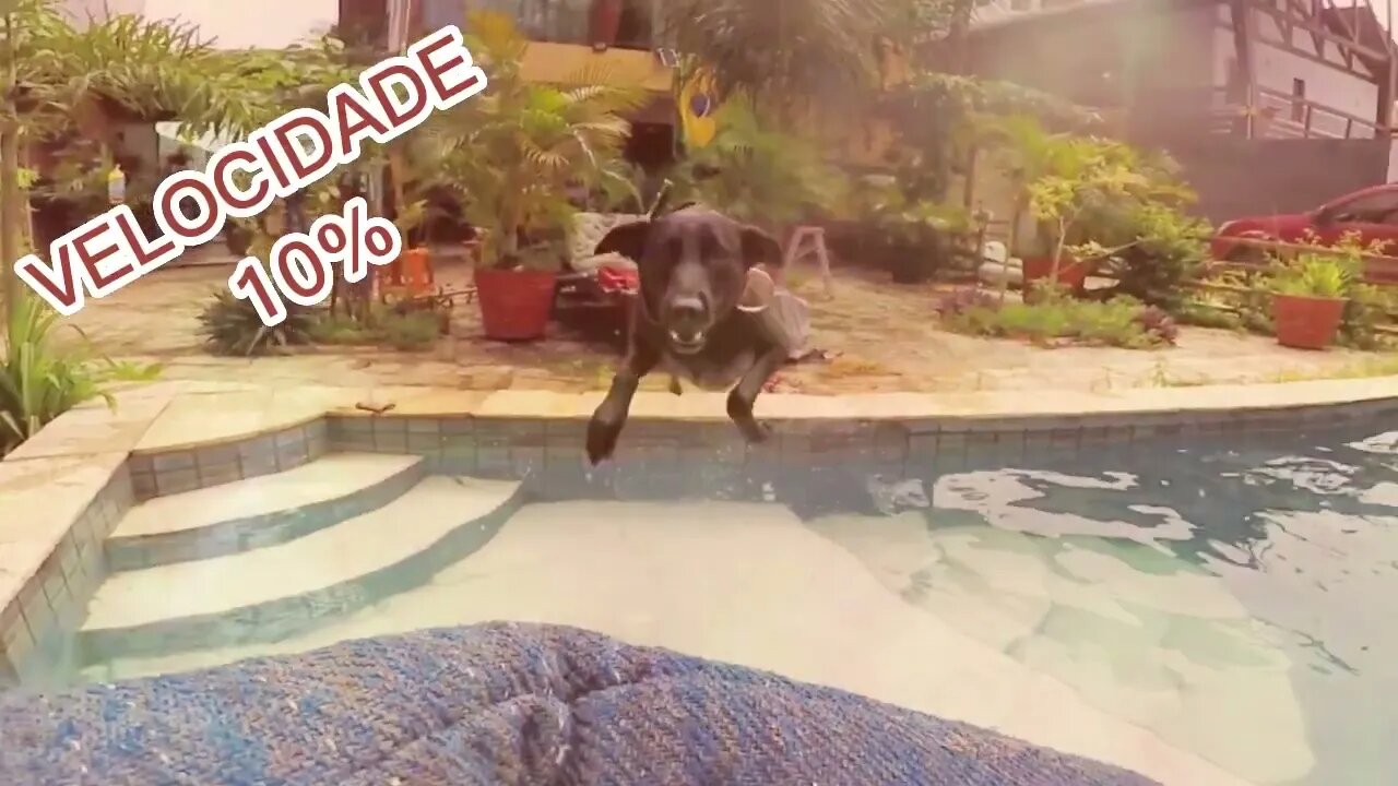 'EXPLOSÃO' NA SAÍDA E VELOCIDADE NO IMPACTO DO 'MALINOIS'.