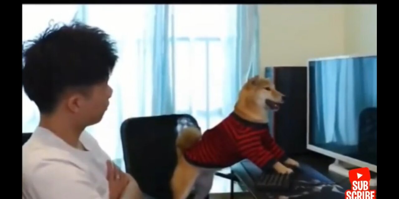 Funny Dogs and Cats of TikTok Compilation Try not to laugh impossible _480p