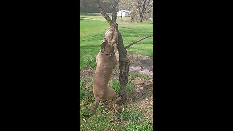 Rumble playing with a small tree