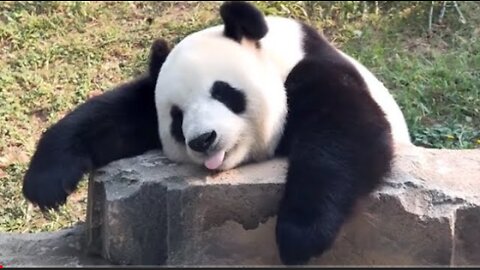 Funny panda moment