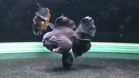 Goldfish kingdom Beautiful oranda54 9