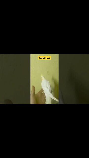 طيور الكوكتيل كيوت روعة مرحبا