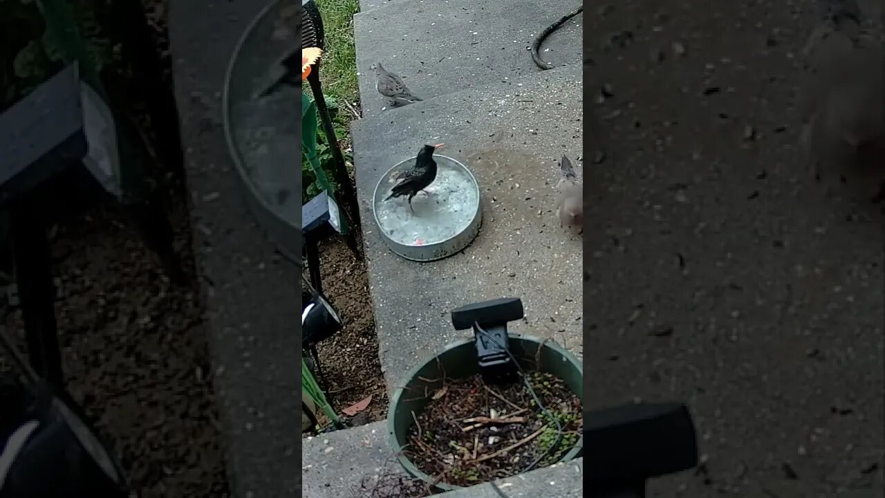 The Starling Splashes In The Water Dish! #Shorts 💦