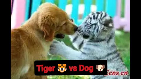 Tiger slap the dog see the dog reaction full video