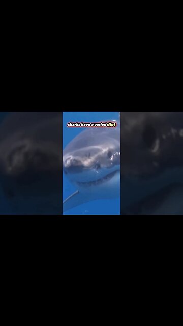 Apex Carnivores Animals | Top Predators | Sharks #shorts #shark #learning