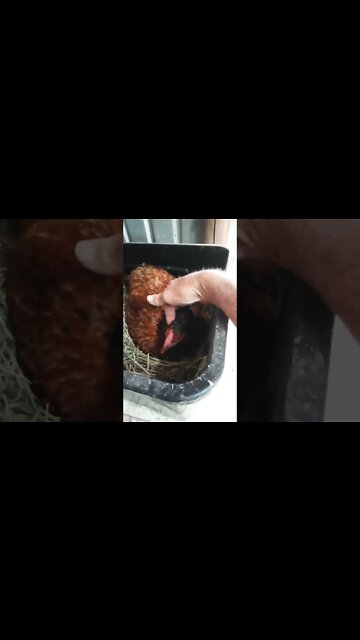 Good morning Chook chook 4th October