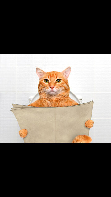 Cute kittens inappropriate peeing and spraying now NO MORE in 2021