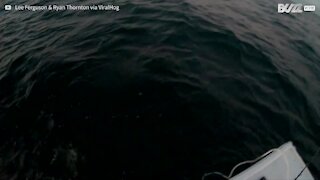 Tubarão branco ataca pequeno barco de pescadores