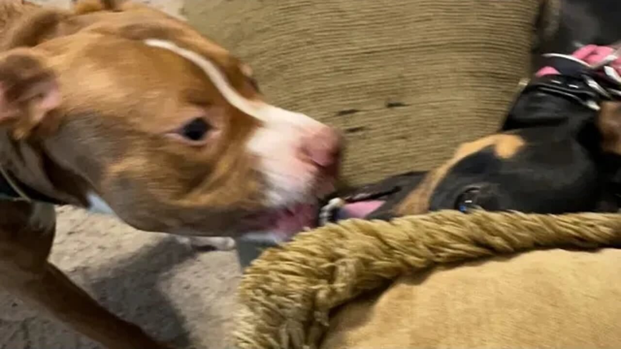 Daisy and Nala Playtime