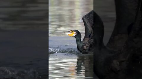 Cormorant Fighting Over Fish #shorts #short