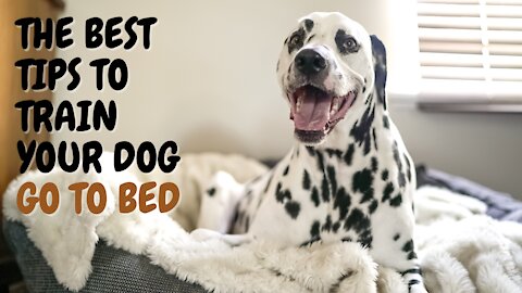 THE BEST TIPS TO TRAIN YOUR DOG GO TO BED