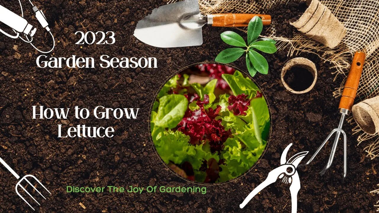 How to grow lettuce and salad fixings