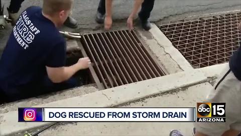 Top stories: 6 hurt in Phoenix crash; Teen arrested after crash; Dog rescued from Flagstaff storm drain; Rain chances for Monday