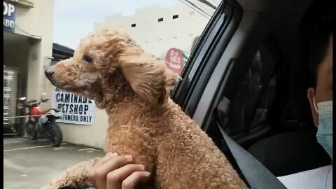 Dog is sticking his head in a car window-#iAmFlappy