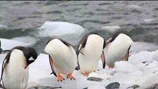 Päättömät pingviinit? Vai pelkkä optinen harha?