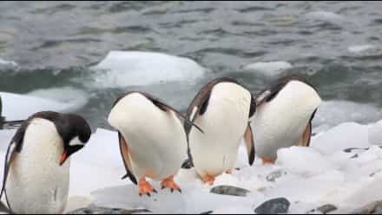 Päättömät pingviinit? Vai pelkkä optinen harha?