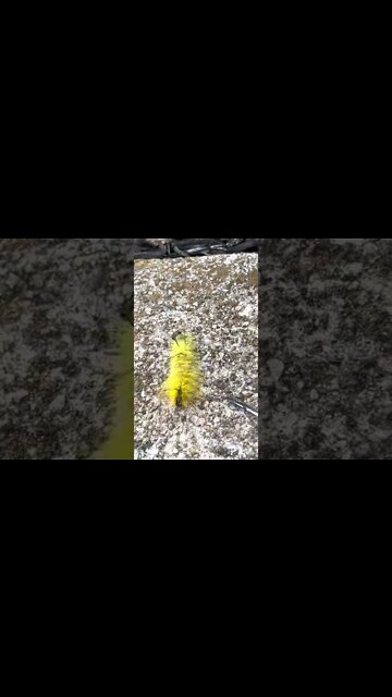 A furry, yellow transformation specialist. What’s his name?