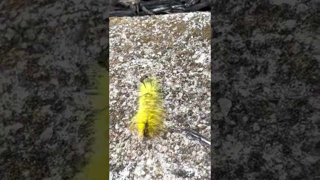 A furry, yellow transformation specialist. What’s his name?
