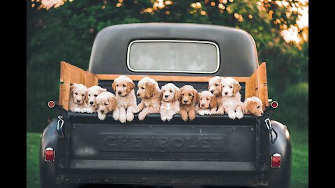 Dogs 🐶 🐕 Are the Best | They make you 😁😁 laugh | #OfficialDeep13