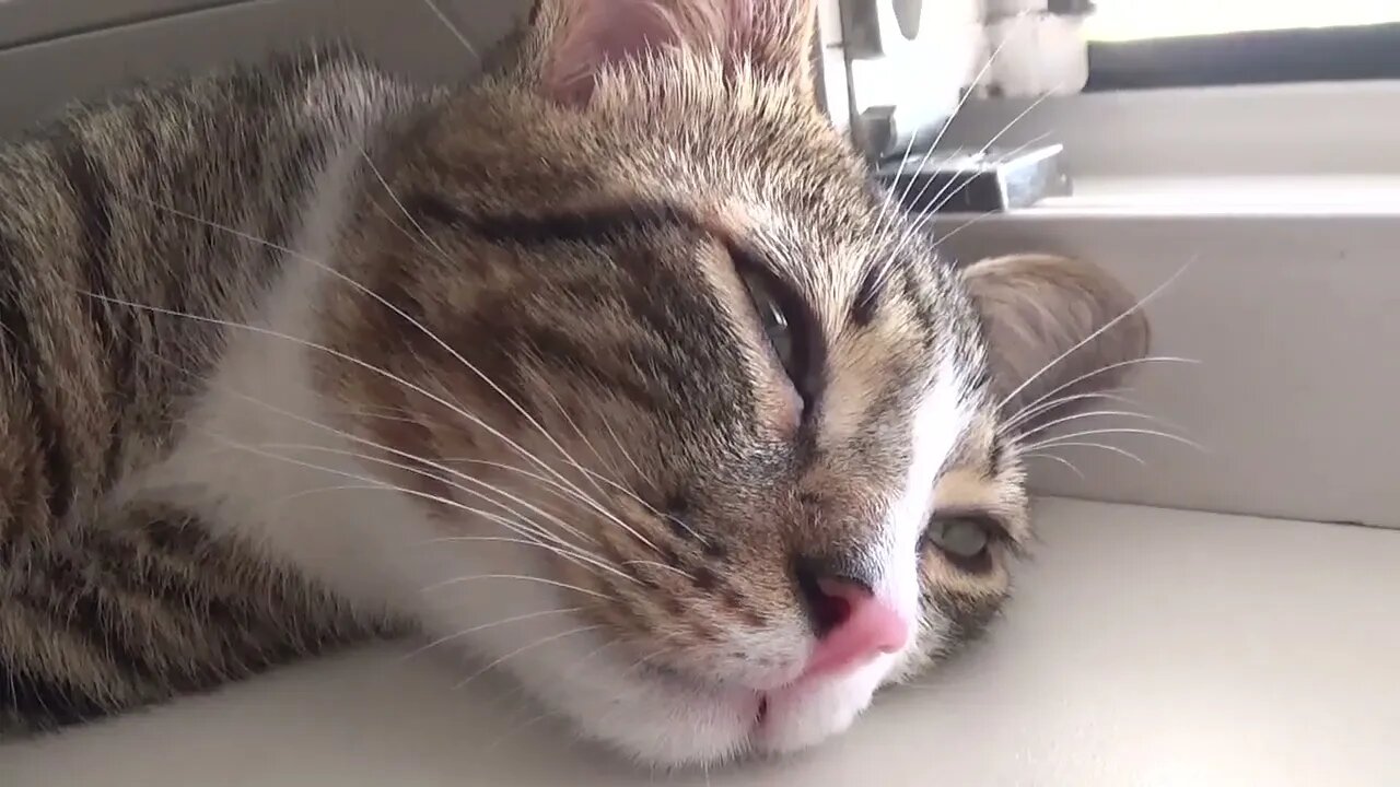 Small Cat Is Looking for Fresh Air