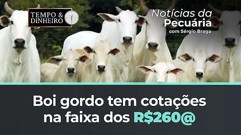 Boi gordo tem cotações na faixa dos R$260@ na B3. Pararam de cair no mercado físico