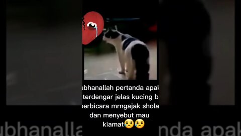 Masha Allah kucing ngajak sholat!!!!