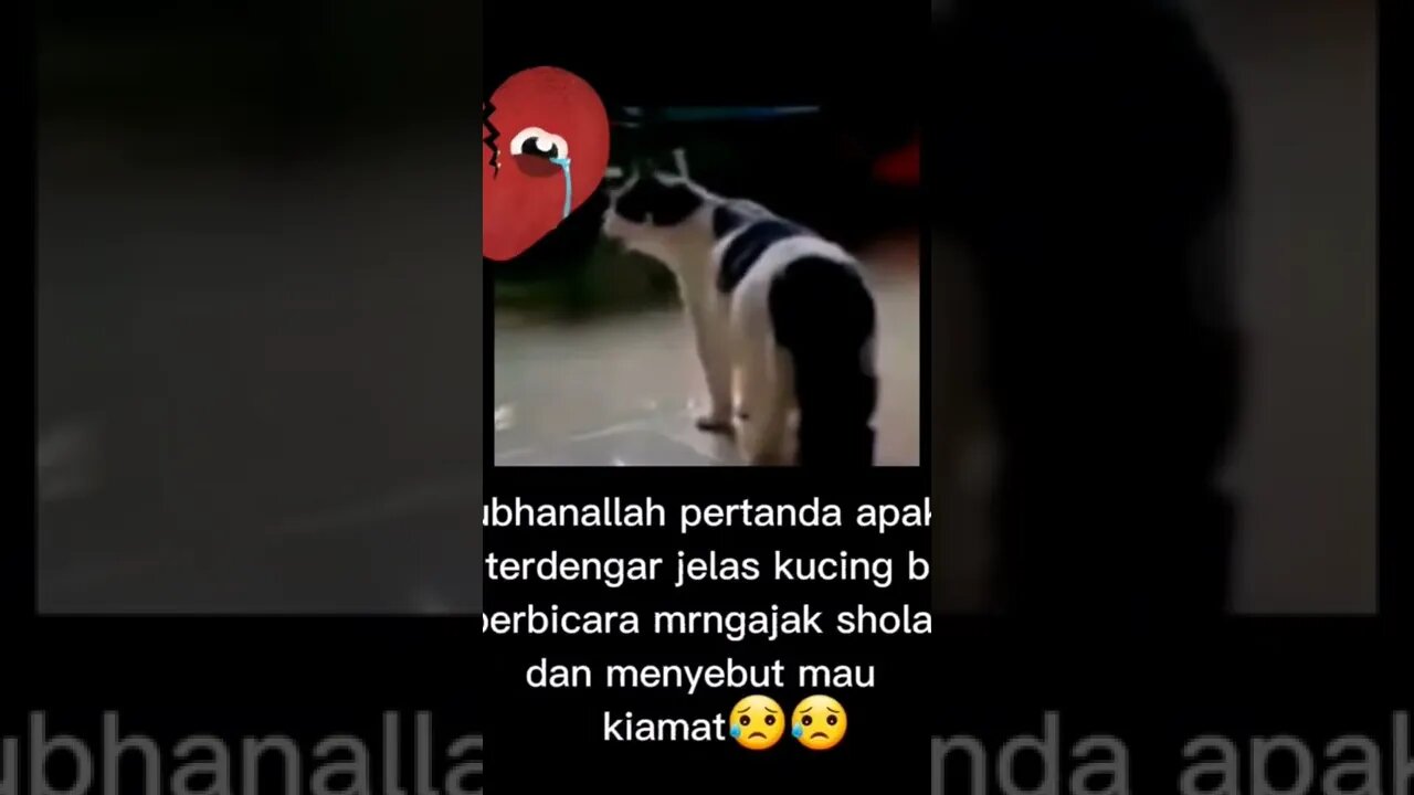 Masha Allah kucing ngajak sholat!!!!