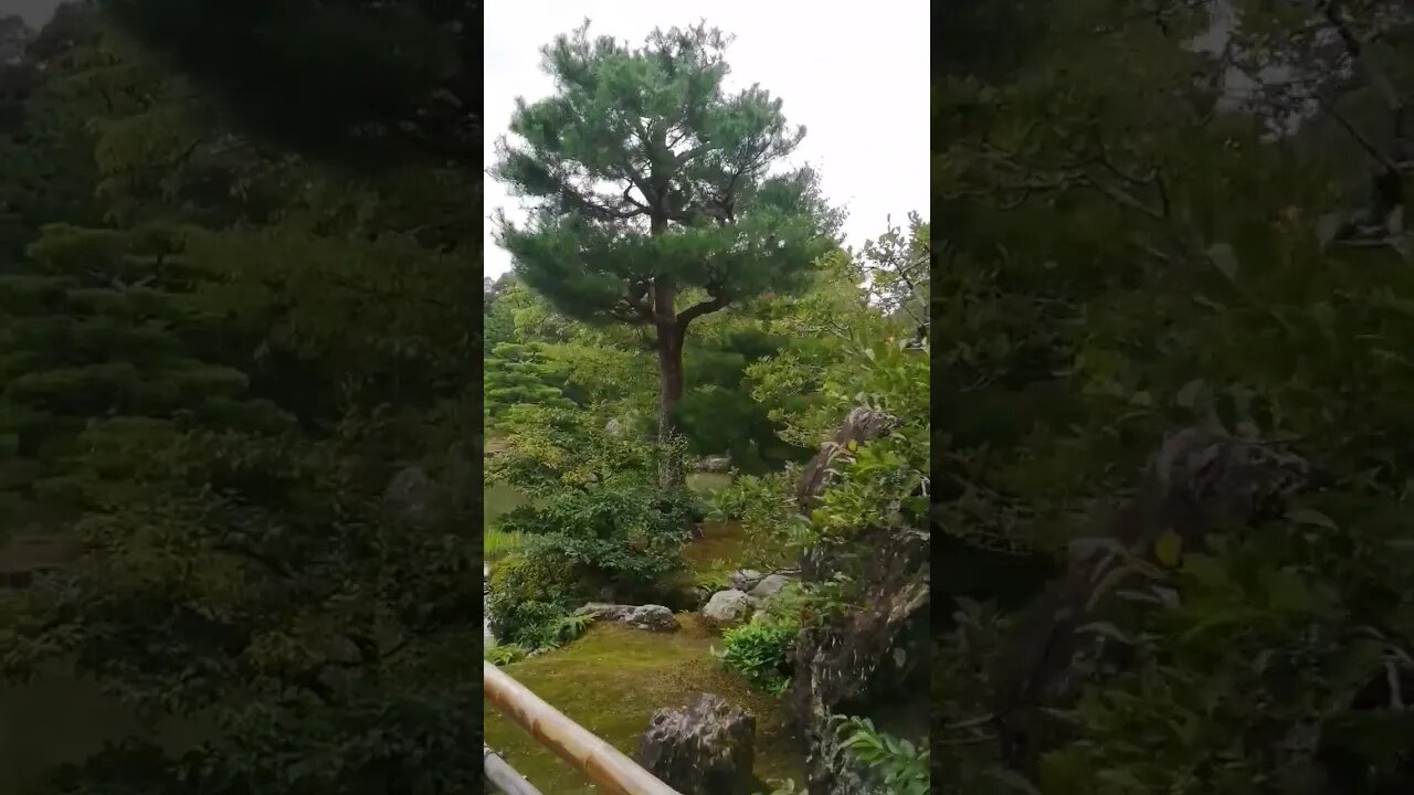 Golden Temple's Garden #kyoto #temple #shorts #green