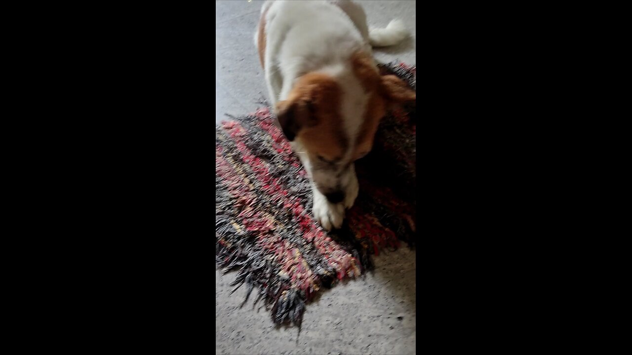 "Aham the Genius Street Dog: How He Eats Like a Pro!"