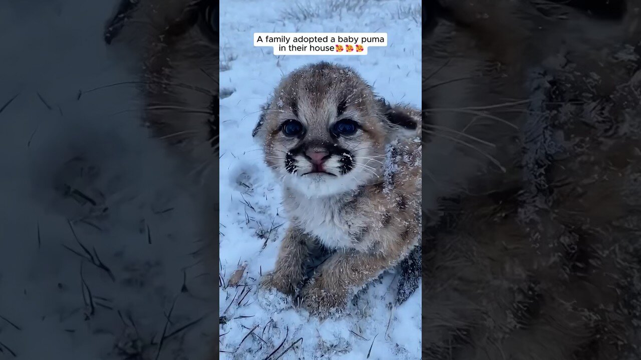 A Family adopted a baby puma in their house