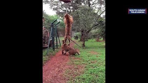 tiger catching