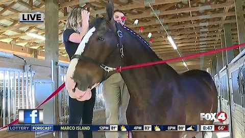 Budweiser Clydesdales visit Southwest Florida