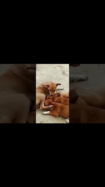 Heartwarming video of a mother dog nursing her adorable puppies #puppy #dog #viral #trending