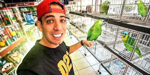 PROCURANDO UM NOVO ANIMAL DE ESTIMAÇÃO