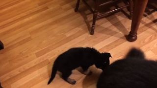 German Shepherd Puppy Tires Out Big Brother