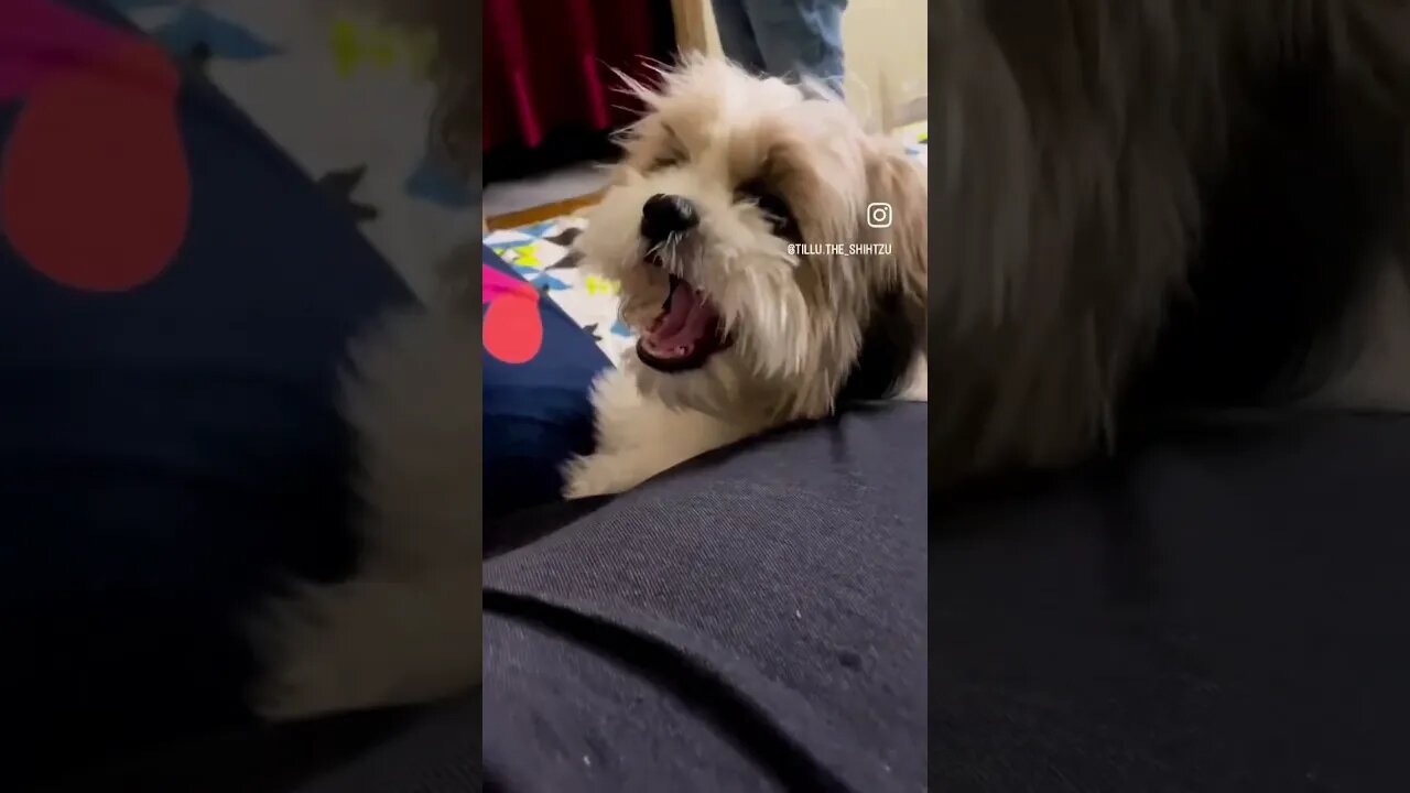#dog #shorts #fun #doglover #cute #shihtzu #reels #funny #ytshorts #youtubeshorts #trending #youtube