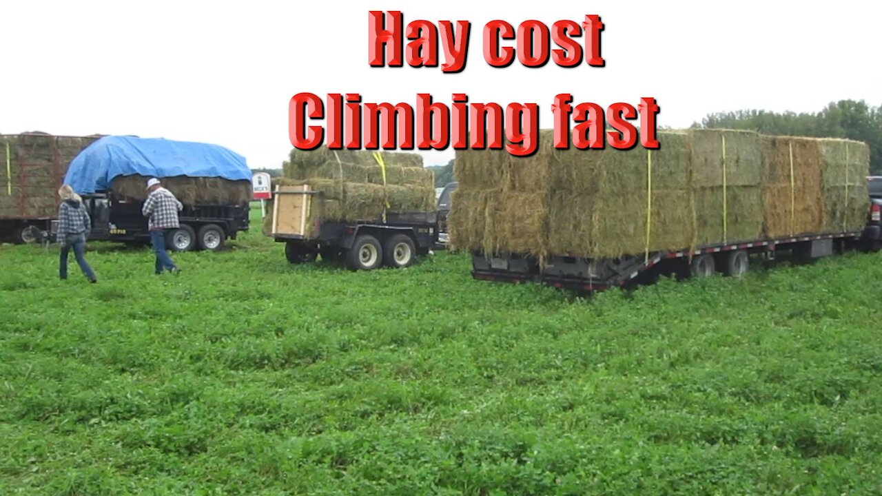 Food inflation 2021 Hay cost climbing fast