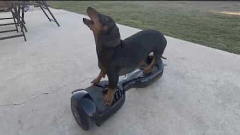 L'hoverboard n'a pas de secret pour ce teckel
