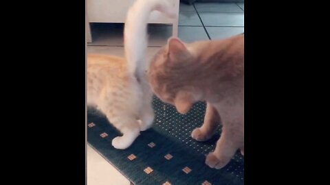 funny cat farting video very funny😜😜