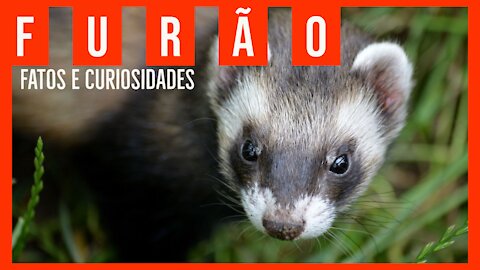 Furão - Ferret - Fatos e curiosidades - Animais domésticos.