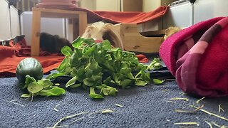 Guinea pigs explore their clean home
