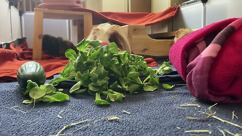 Guinea pigs explore their clean home
